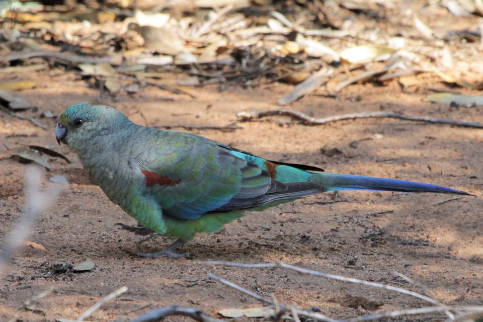 Mulga Parrot (Psephotus varius)